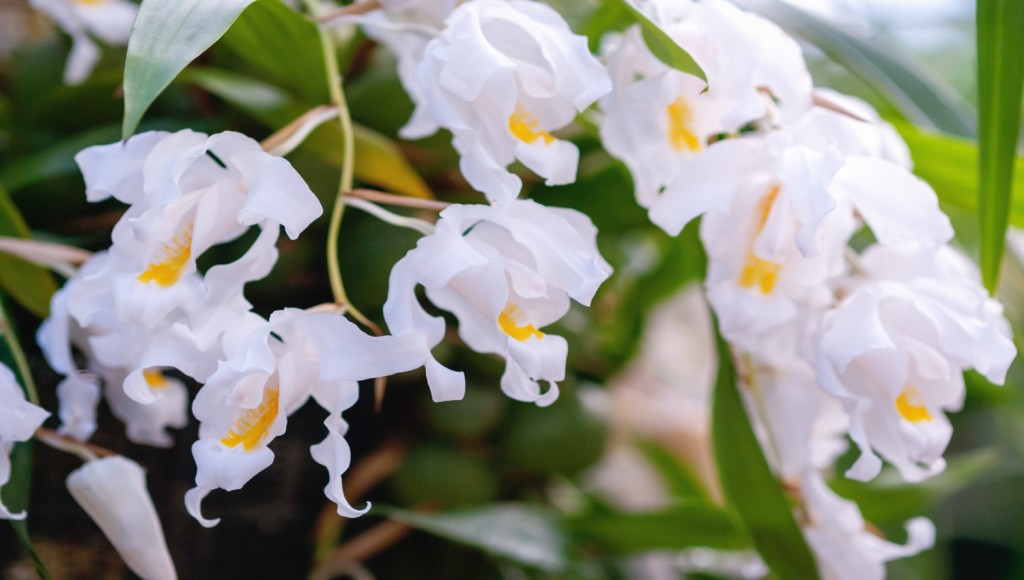 Coelogyne cristata