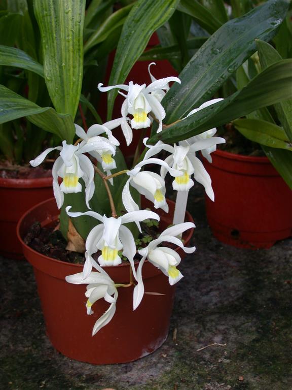 Coelogyne mossiae1 