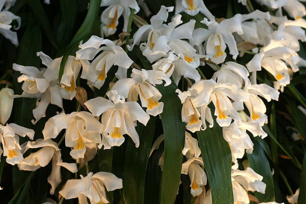 Coelogyne_cristata