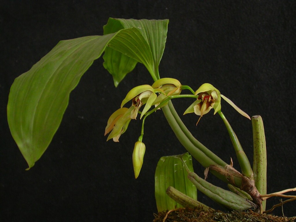 Coelogyne_fuscescens