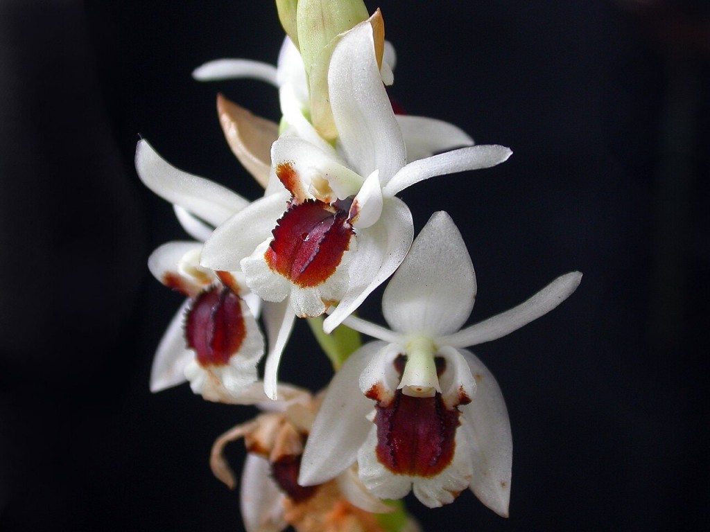 Coelogyne_pulchella