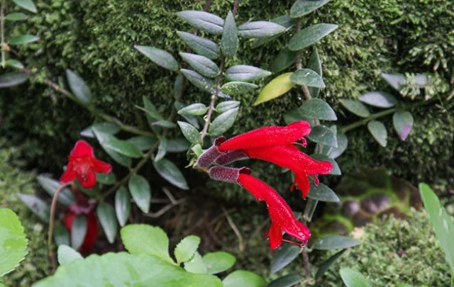 Columeia Batom (Aeschynanthus radicans)