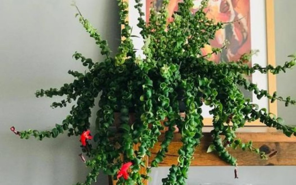Columeia Crespa ou Dobrada (Aeschynanthus Rasta)