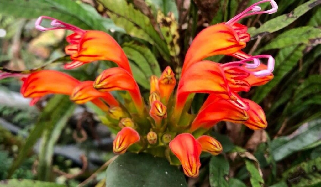 Columeia Dragão (Aeschynanthus speciosus)