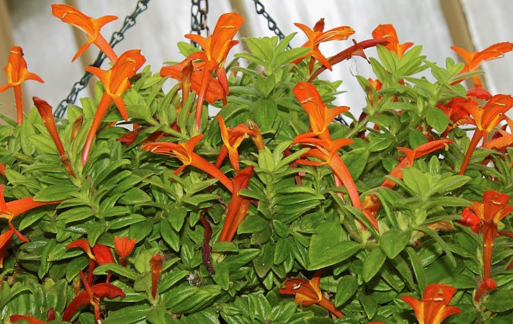 Columeia Hirta (Columnea hirta)