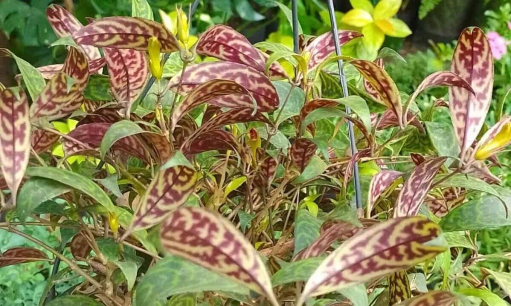 Columeia Marmorata (Aeschynanthus marmoratus)
