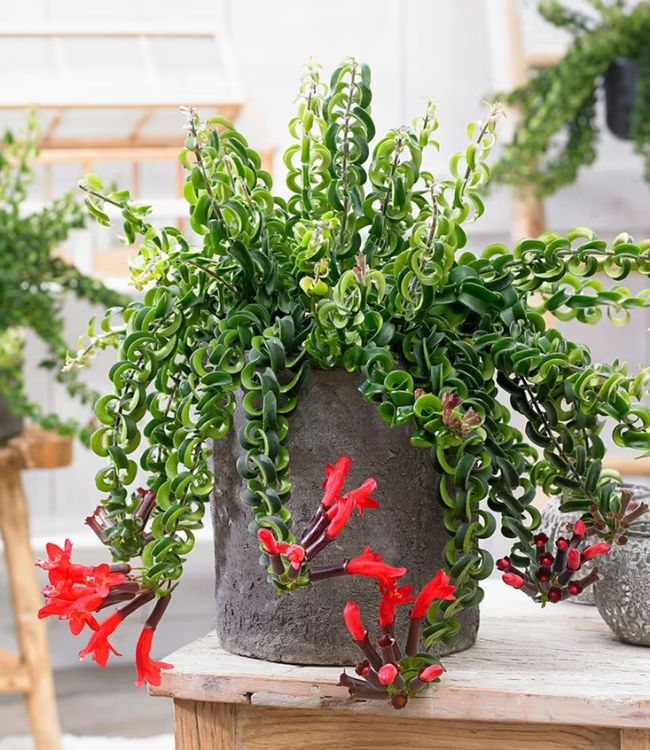 Columeia Twister (Aeschynanthus pulcher ‘Twister’)