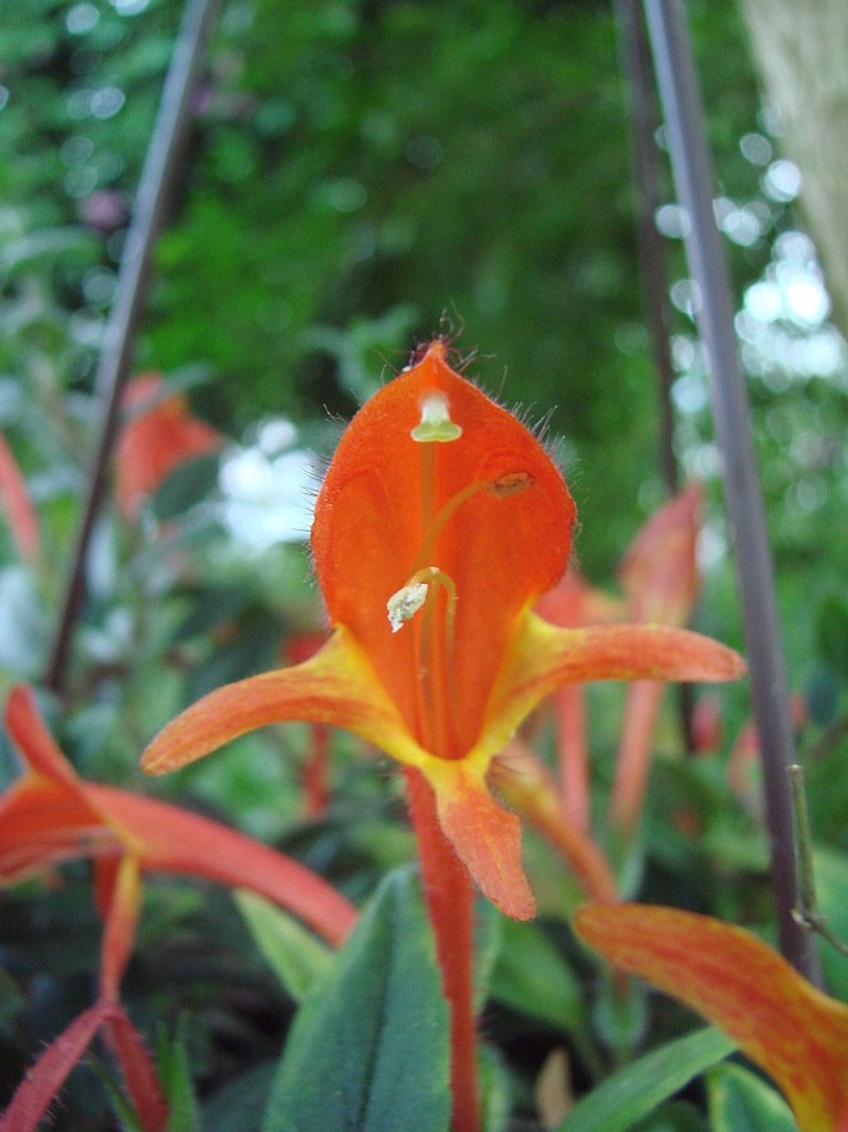 Columnea_hirta_()-01