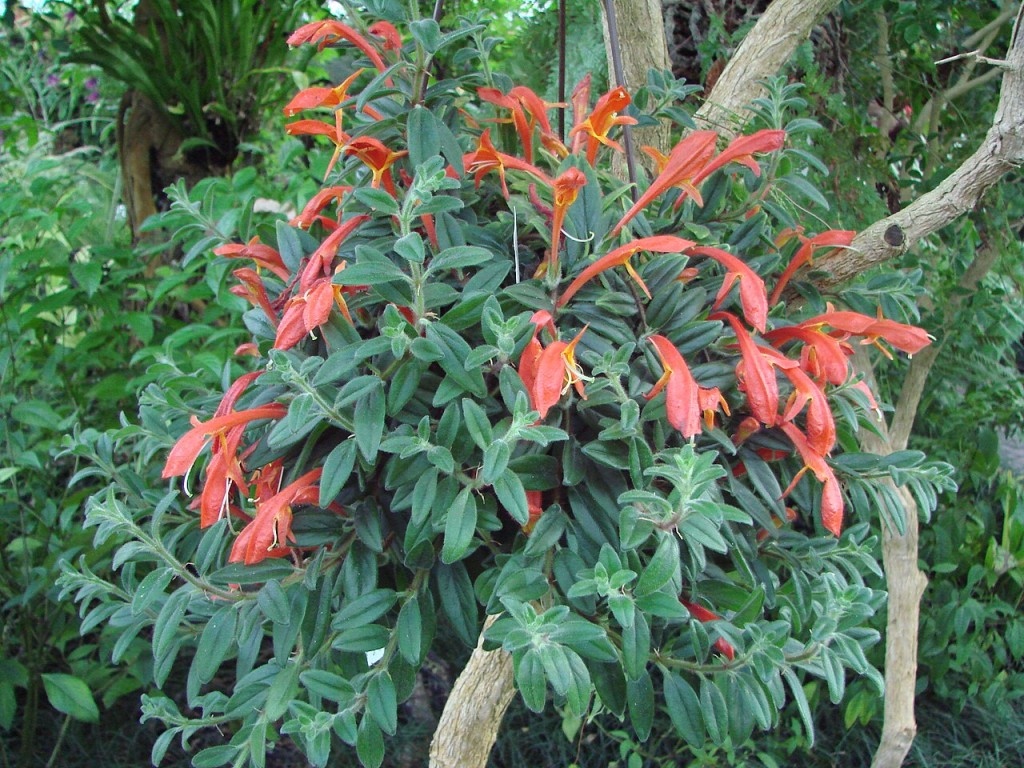 Columnea_hirta_(-02