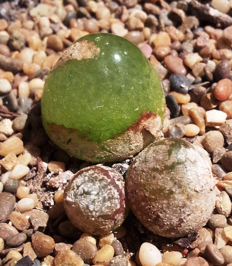 Conophytum burgeri