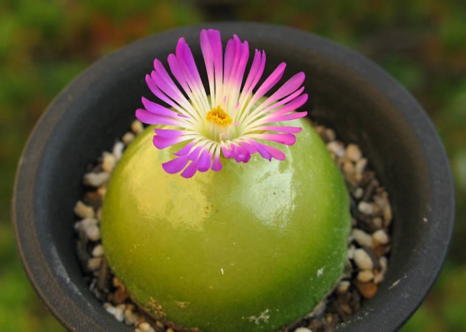 Conophytum burgeri1