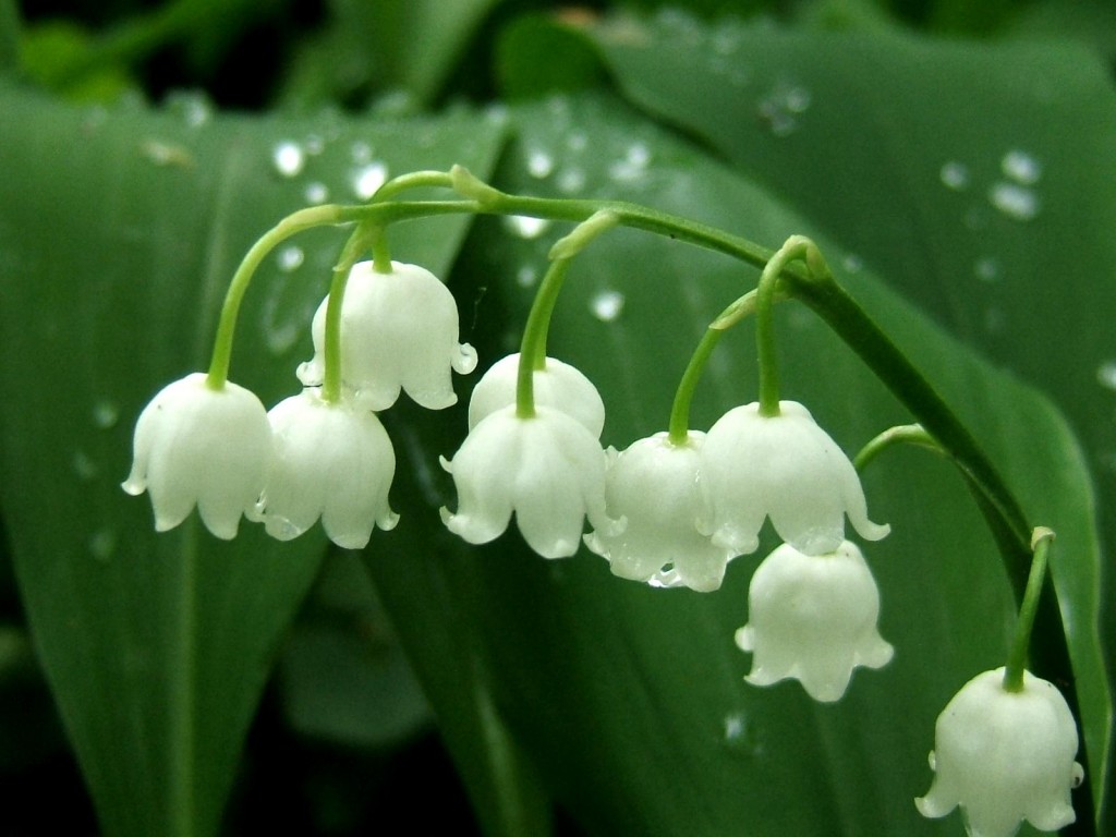 Convallaria majalis