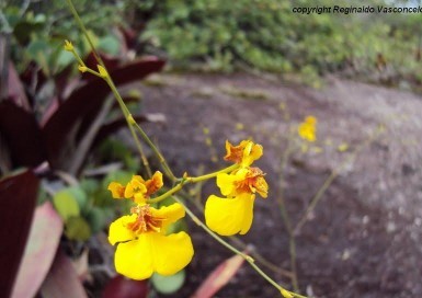 Coppensia-vasconselosiana