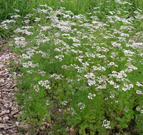 Coriandrum sativum