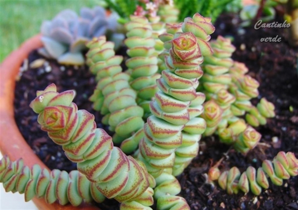 Crassula Marnieriana