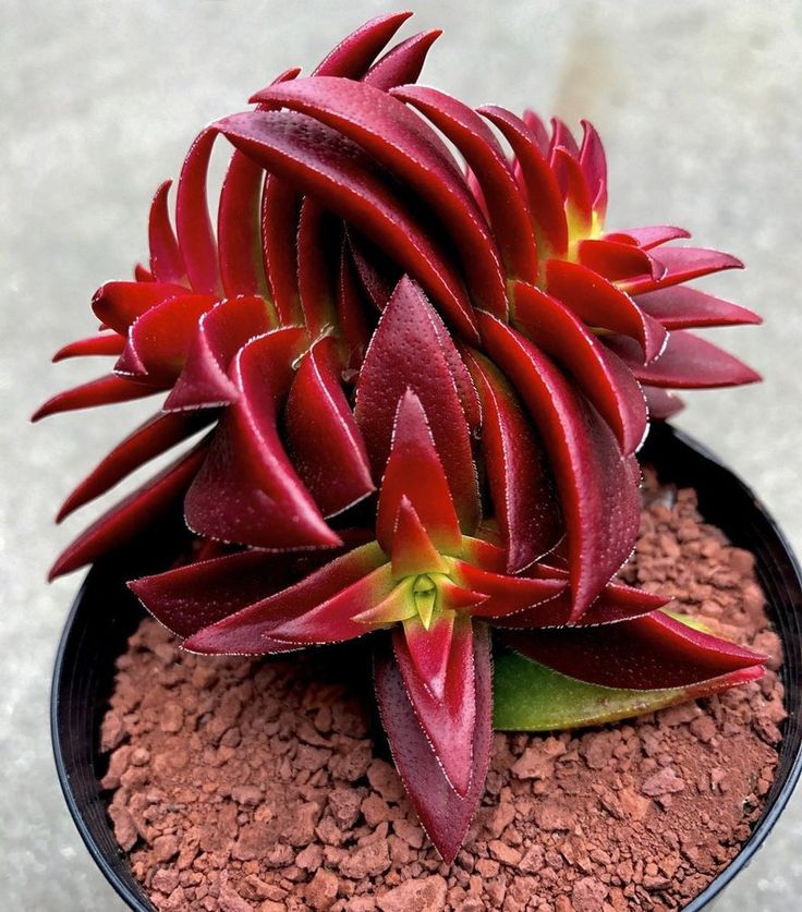 Crassula Red Pagode1