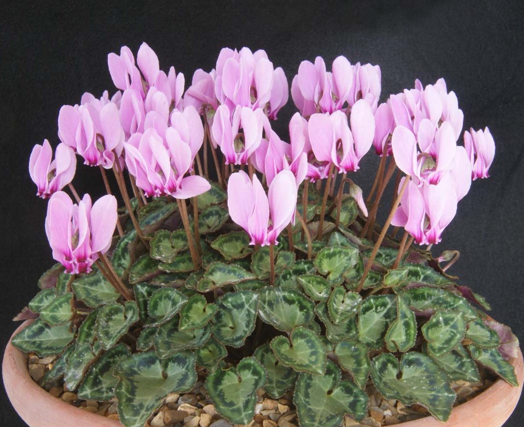 Como cuidar do Ciclame (Cyclamen persicum) - PlantaSonya - O seu blog sobre  cultivo de plantas e flores