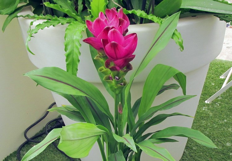 Como plantar e cuidar do Açafrão-da-terra (Curcuma alismatifolia) -  PlantaSonya - O seu blog sobre cultivo de plantas e flores