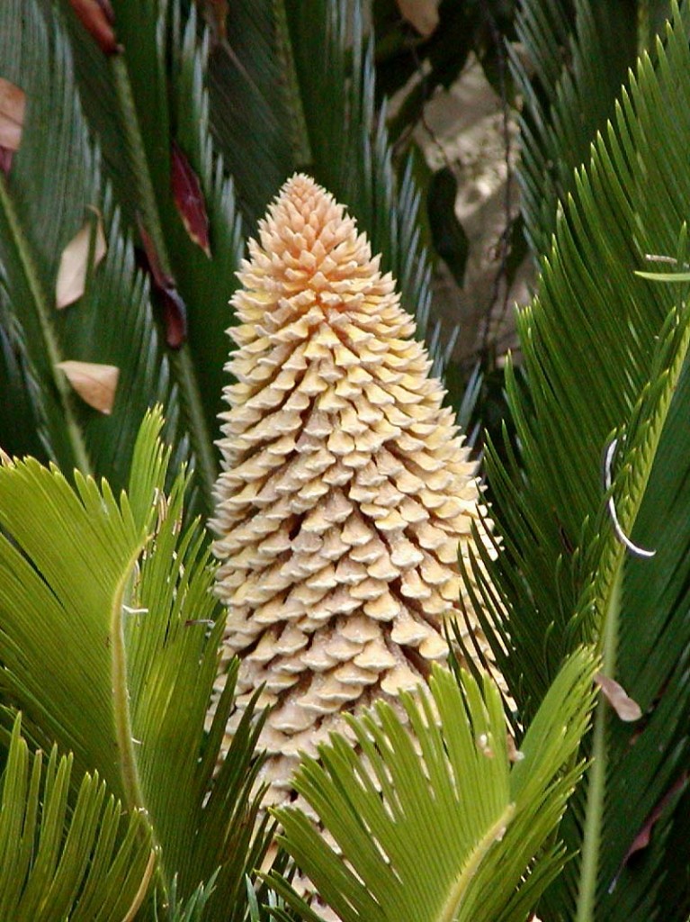 Cycas revoluta masculina