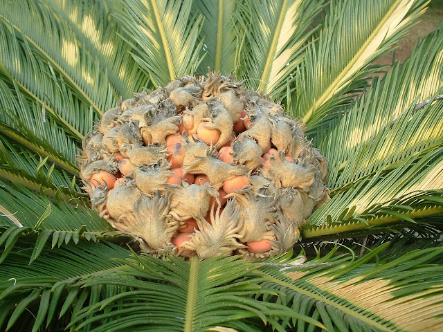 Cycas_revoluta_feminina