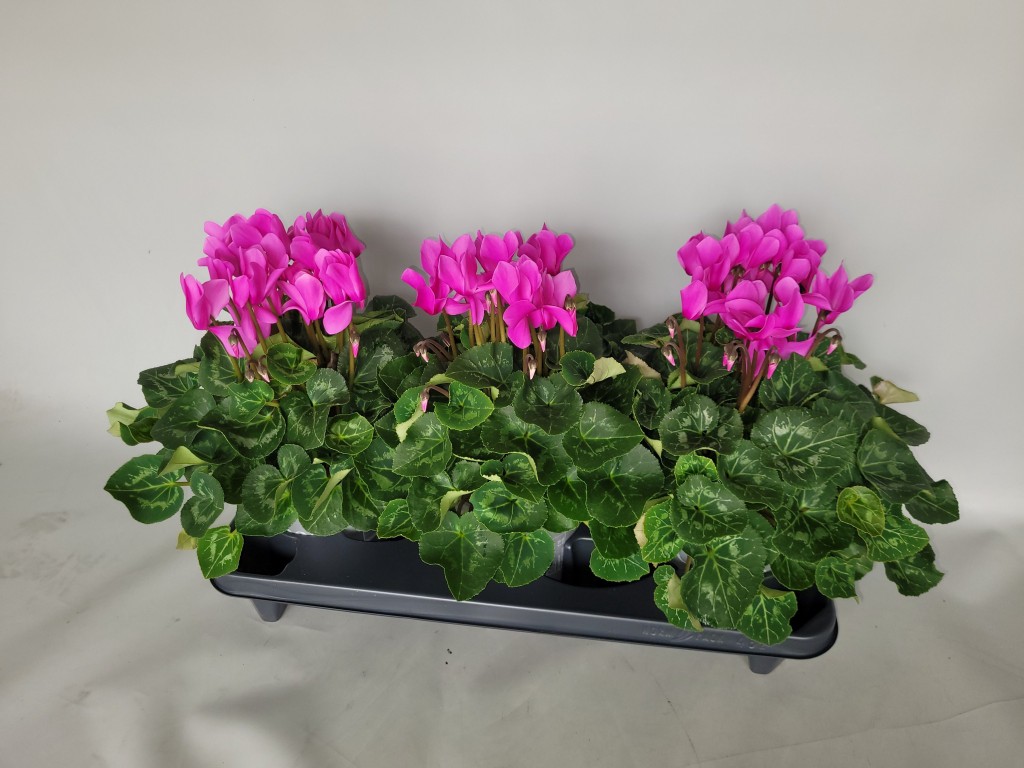 Cyclamen Persicum