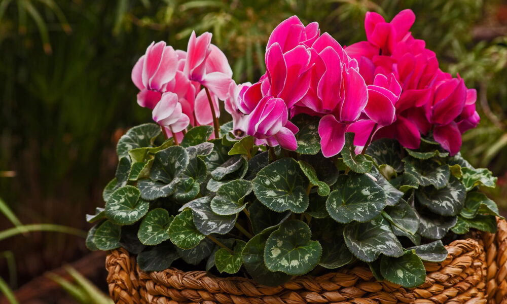 Cyclamen-_17jpg