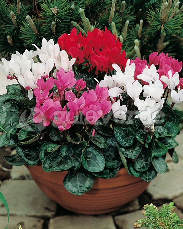 Dicas para cuidar do Ciclame (Cyclamen persicum) - PlantaSonya - O seu blog  sobre cultivo de plantas e flores