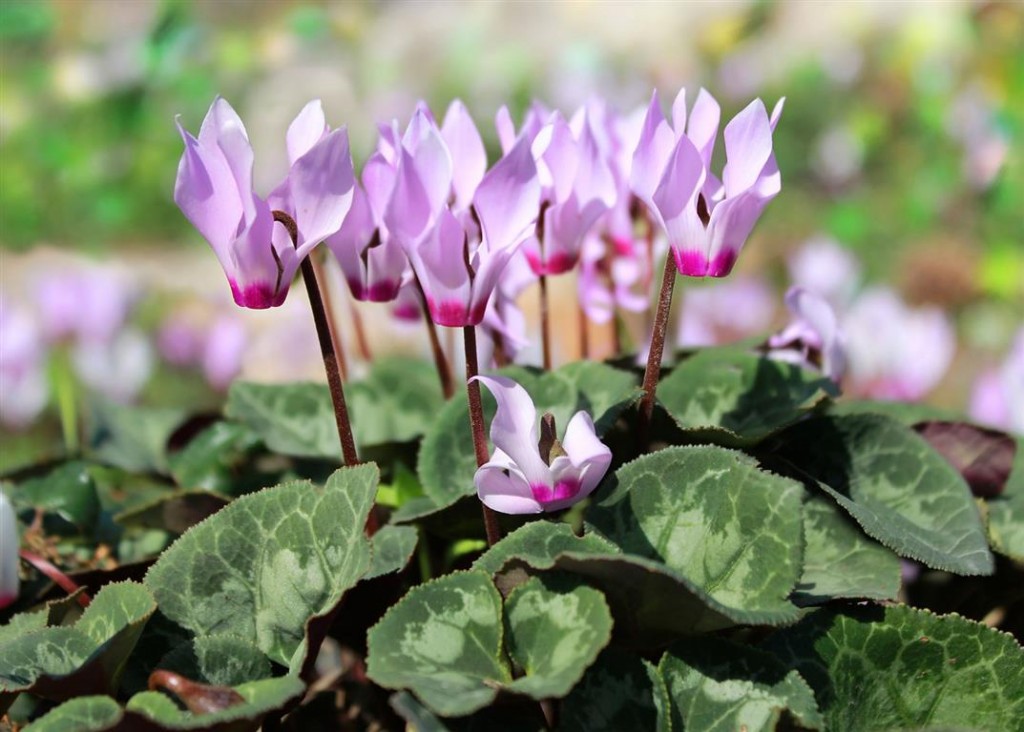 Características do Ciclame (Cyclamen persicum) - PlantaSonya - O seu blog  sobre cultivo de plantas e flores