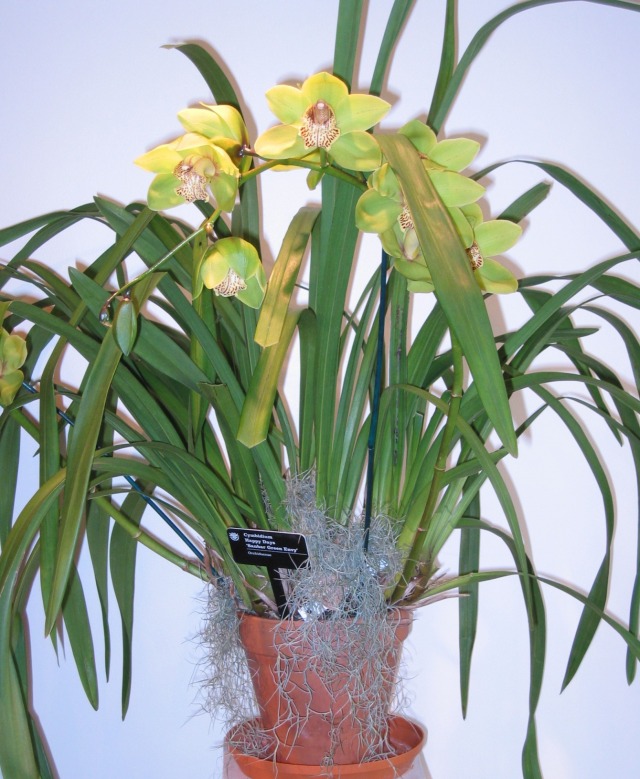 Orquídea Cymbidium - PlantaSonya - O seu blog sobre cultivo de plantas e  flores