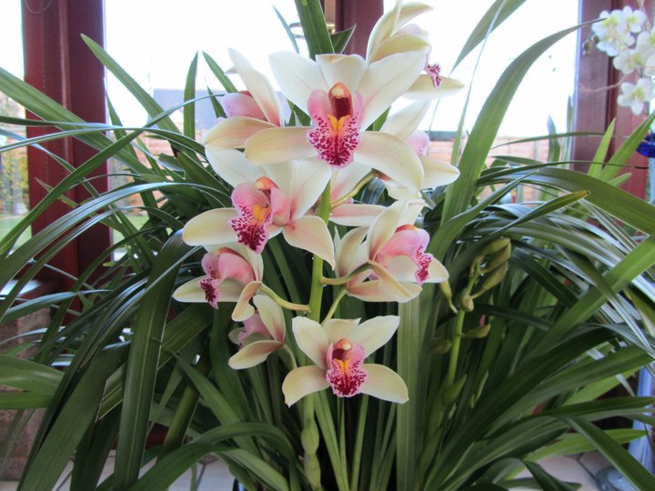 O cultivo da Orquídea Cymbidium - PlantaSonya - O seu blog sobre cultivo de  plantas e flores