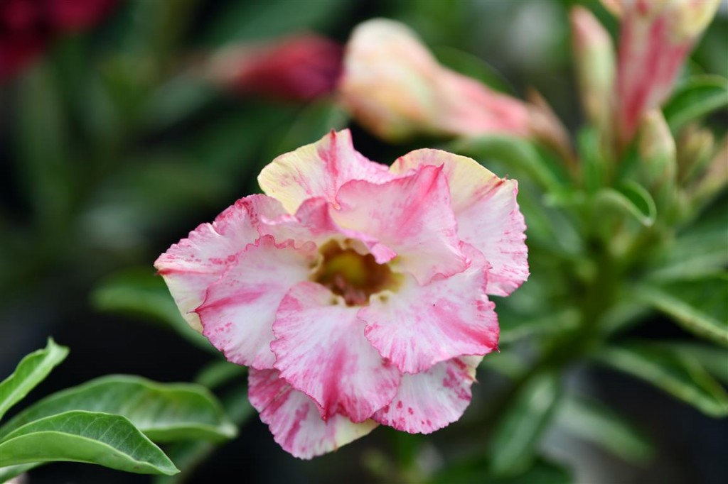 Adenium Adenium
