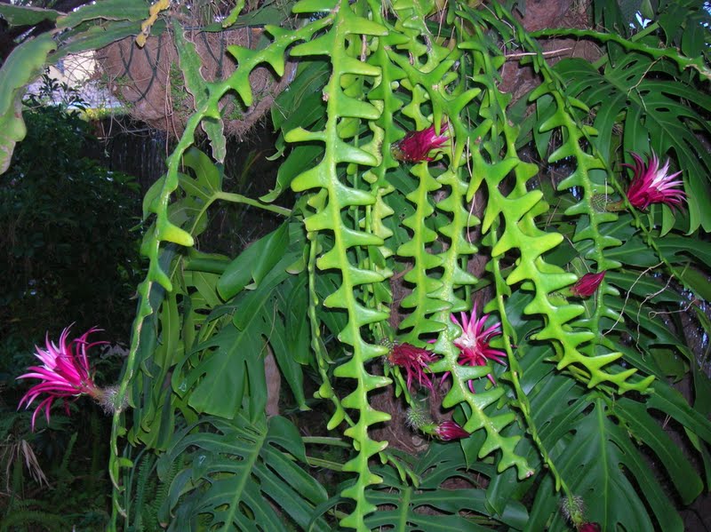 Saiba como cuidar do Cacto-sianinha (Selenicereus anthonyanus) -  PlantaSonya - O seu blog sobre cultivo de plantas e flores