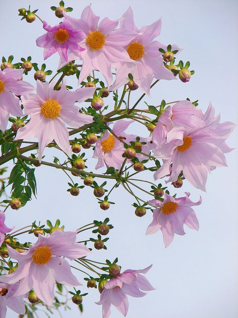 Dahlia imperialis