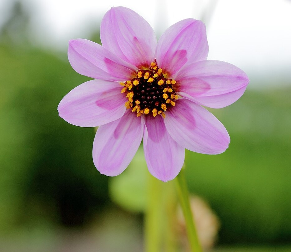 Dahlia merckii