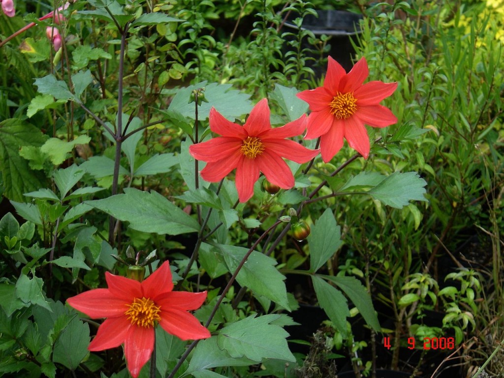 Dahlia sherffii