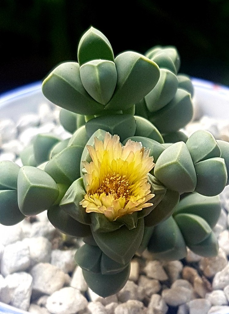 Delosperma_lehmannii