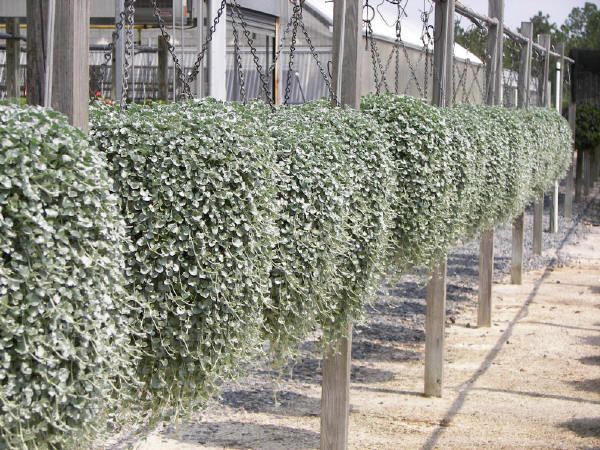 Dichondra argêntea