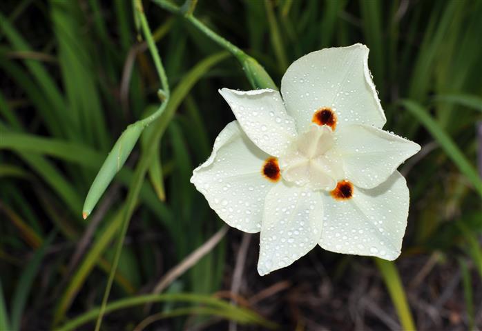 Dietes-bicolor3 