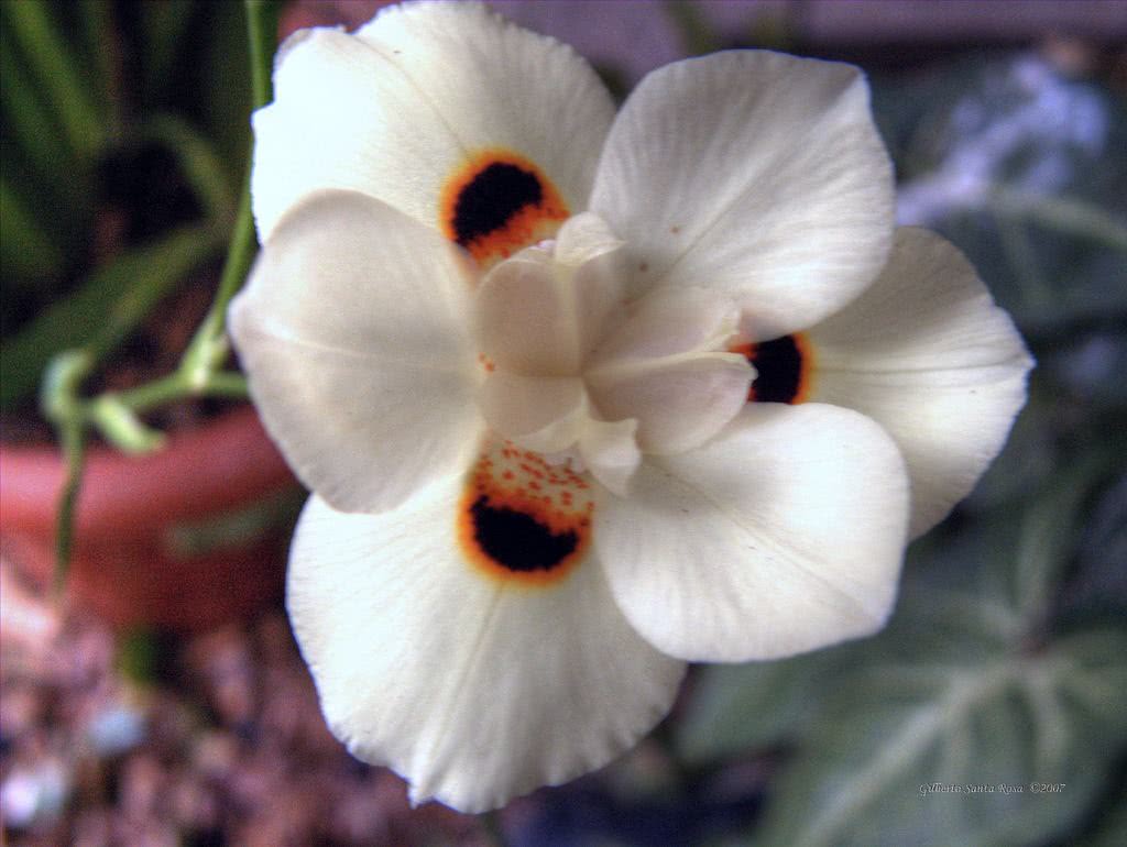 Dietes-bicolor5