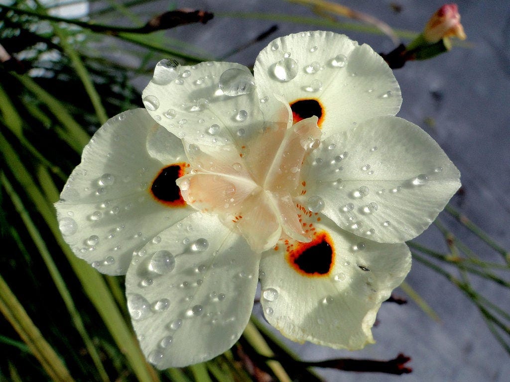 Dietes-bicolor6