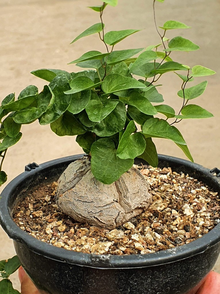 Dioscorea elefantipes