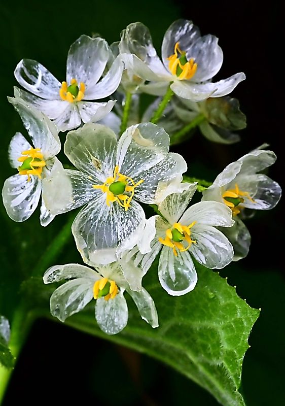 Diphylleia grayi