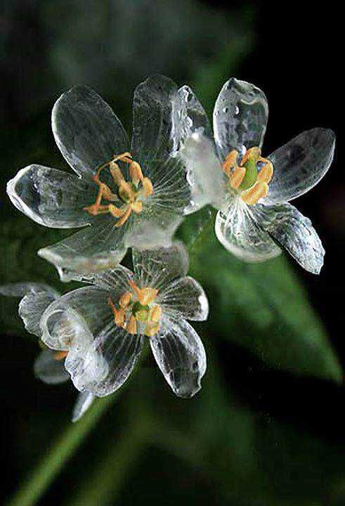 Diphylleia grayi