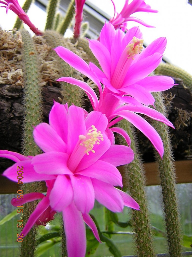 Disocactus_flagelliformis1MABJ