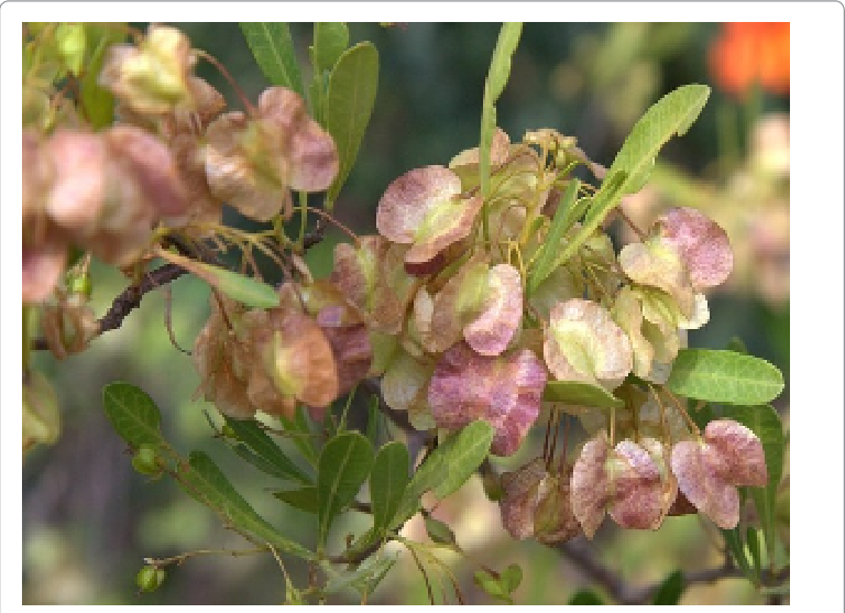 Dodonaea-angustifolia