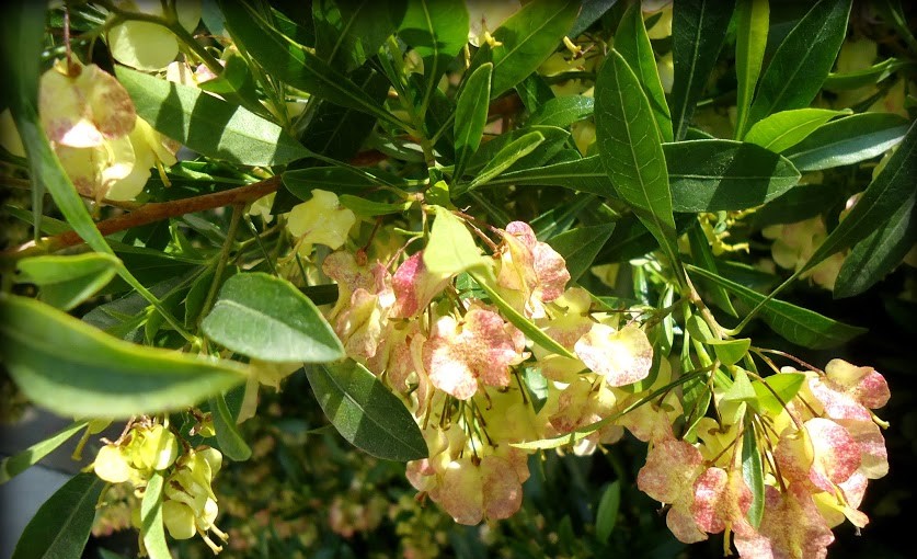 Dodonaea angustifolia