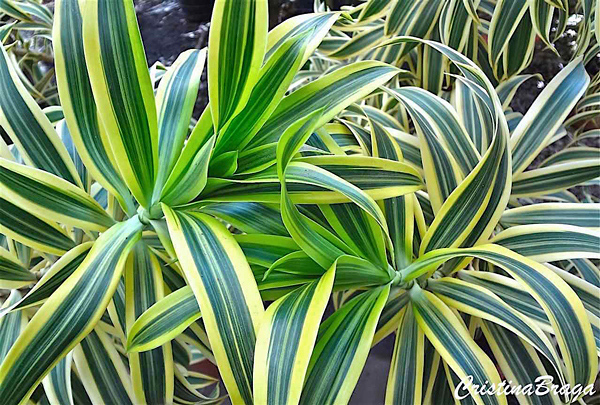 Dracaena reflexa2