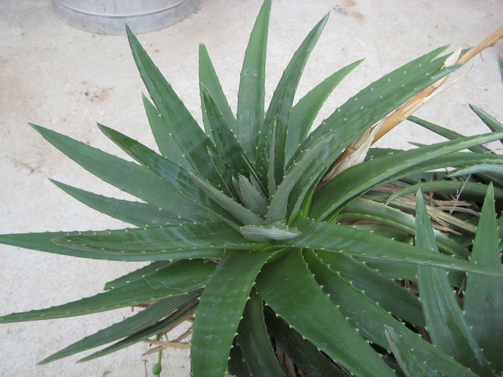 Dyckia_brevifolia