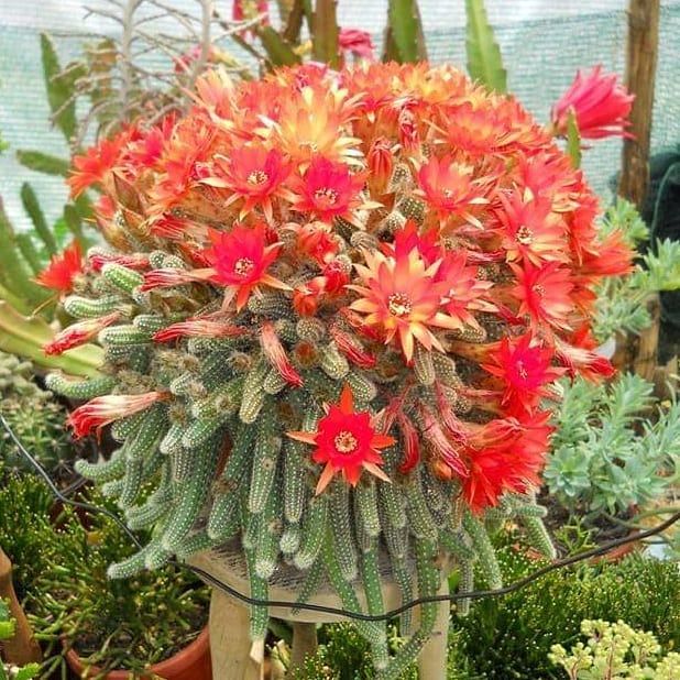 Echinopsis chamaecereus5