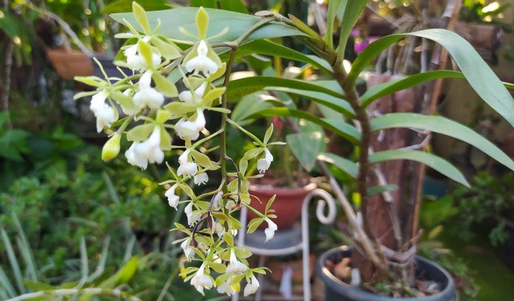 Epidendrum floribundum